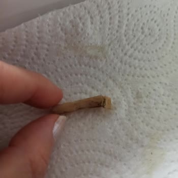 Doğa Cafe (Ankara) Makarnadan İzmarit Çıktı