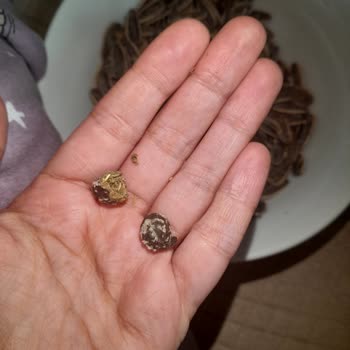 Amigo Şok Market Tuzsuz Çekirdek Şaşkınlığı