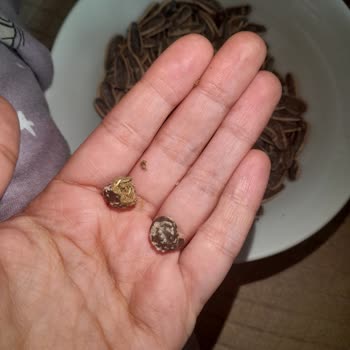 Amigo Şok Market Tuzsuz Çekirdek Şaşkınlığı