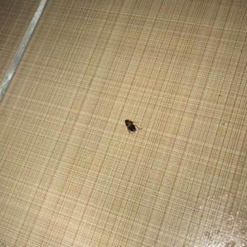 TOKİ Hamam Böceği İstilası!