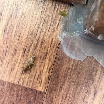 TOKİ Hamam Böceği İstilası!