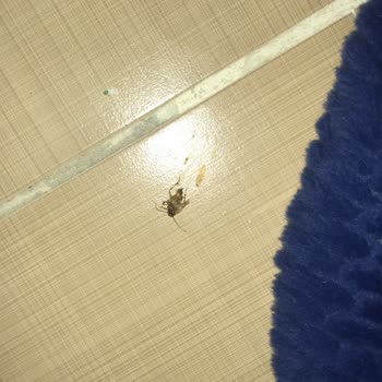 TOKİ Hamam Böceği İstilası!