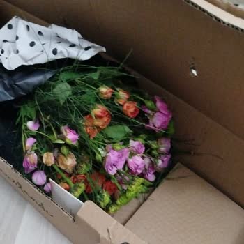 Osevio.com Gönderilen Ürün Çürük Halde Geldi