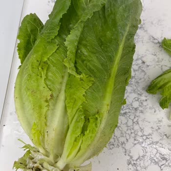 Migros'tan Çöp Meyve Sebze