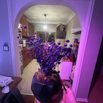 ÇiçekSepeti Kuru Çiçek Gönderimi