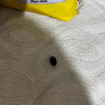 Kellogg's Coco Pops Paketinde Şaşırtıcı Zeytin Çekirdeği Tehlikesi!