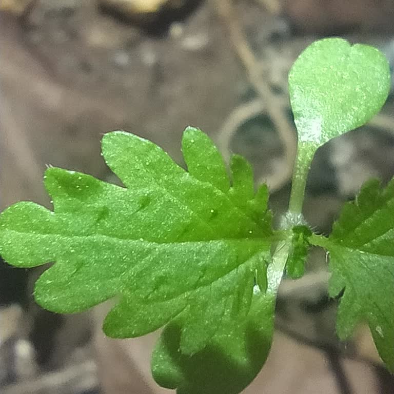 CooMeet Coomet En Memnun Kalmadım