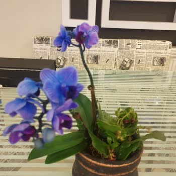 Lilyana Flowers Çiçek Eklemeden Ürün Gönderiyor