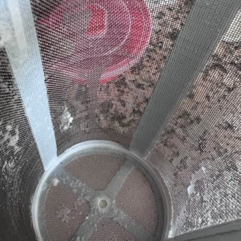 Uluova Süt Sütün İçinden Yabancı Madde Çıktı