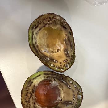 Migros Çürük Ve Küflenmiş Avokado