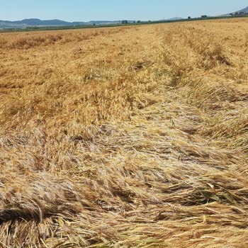 TARSİM İtiraz Dilekçe Gereğinin Yapılmasını Talep Ediyorum...