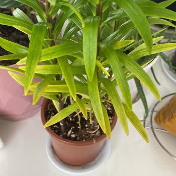 Her Yer Bitki Mağduriyeti