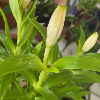 Her Yer Bitki Mağduriyeti