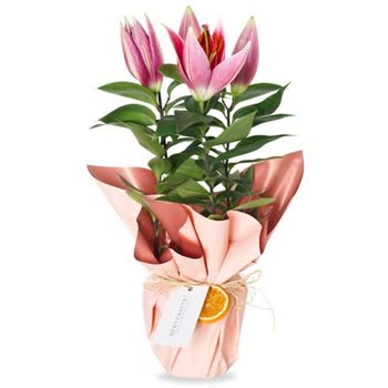 Her Yer Bitki Mağduriyeti