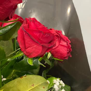 Osevio.com Solmuş Çiçek Sipariş Vermek İsteyenler Bu Siteyi Tercih Etsin