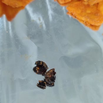 Patosun İlginç Baharatı