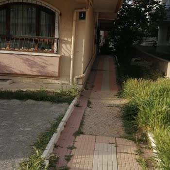 Mamak Belediyesi Köpeklerle Başımız Belada