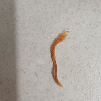 Simbat Kuruyemiş Soslu Fıstıkta İp