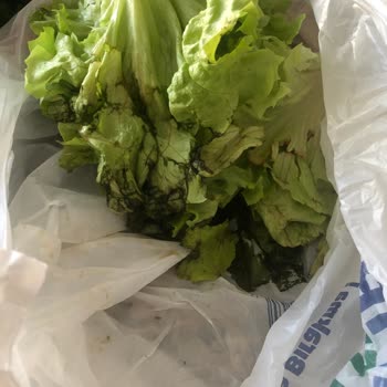 Bosch Buzdolabının Arızalı Olması.