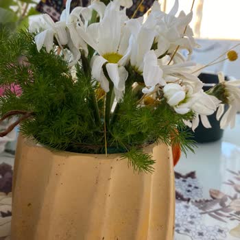 Taze Çiçek Solmuş Çiçek Göndermesi