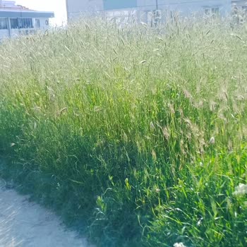 Büyükçekmece Belediyesi Otların Uzaması Ve Kesilmemesi