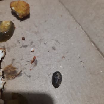 Domino's Pizza Pizzetta İçinden Zeytin Çekirdeği Çıktı