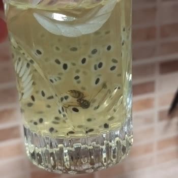 Grosper Zen Lime İçecek