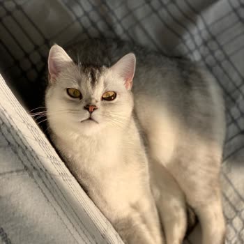 Çamlıbel Veteriner Kedim Kısırlaştırma Sonrası Öldü!