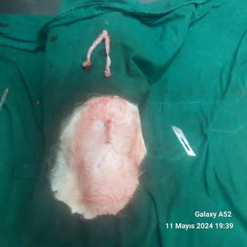 Çamlıbel Veteriner Kedim Kısırlaştırma Sonrası Öldü!