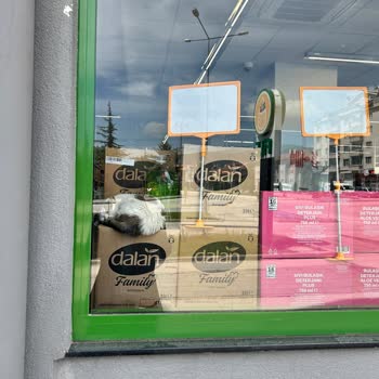 File Market Filede Kedi Besliyorlar