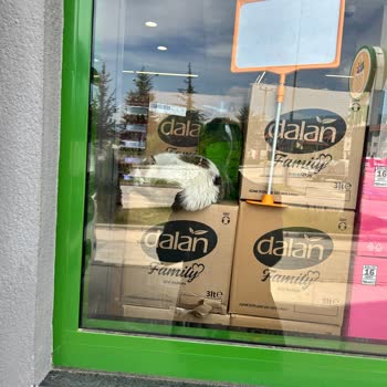 File Market Filede Kedi Besliyorlar