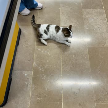 File Market Filede Kedi Besliyorlar
