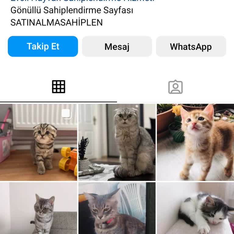 Kedicikdostutr Kedi Sahiplendirme oyunu