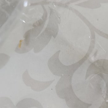 Bizbize Bisküvi Gofretin İçinden Kurt Çıktı!