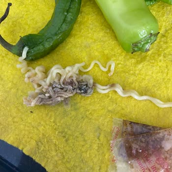 indomie Kurtlar Böcekler Ve Siyah Şeyler