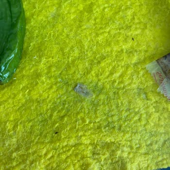 indomie Kurtlar Böcekler Ve Siyah Şeyler