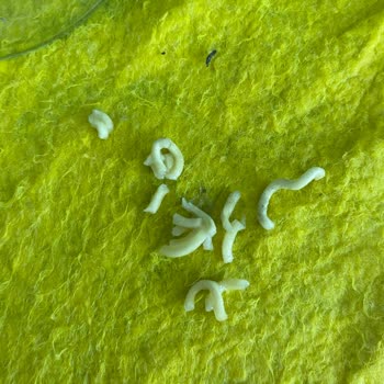 indomie Kurtlar Böcekler Ve Siyah Şeyler