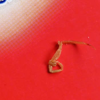 Ülker Bebek Bisküvisinden Böcek Çıktı