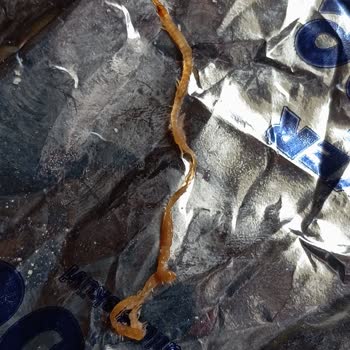 Ülker Bebek Bisküvisinden Böcek Çıktı