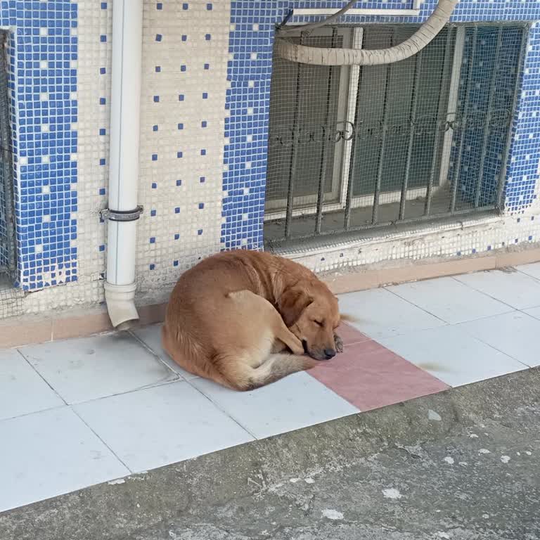 Karabağlar Belediyesi Sokak Köpeğinin Herkese Saldırması