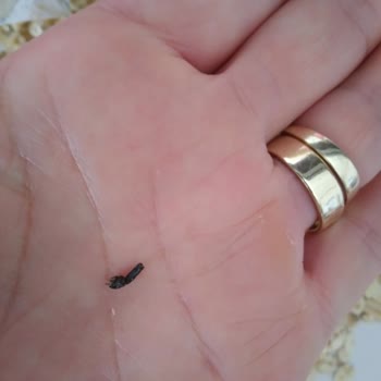 Güzel Ada Gıda Fare Siğili Var!