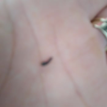 Güzel Ada Gıda Fare Siğili Var!