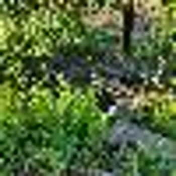 DSİ (Devlet Su İşleri) Dereden Doğru İstinat Duvarı Yapılması