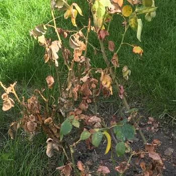 Toprak Zirai Alet Ve Tarım İlaçları (Ankara) Yabani Ot İlacını Böcek İlacı Diye Satıyor