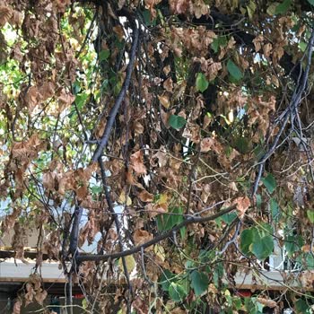 Toprak Zirai Alet Ve Tarım İlaçları (Ankara) Yabani Ot İlacını Böcek İlacı Diye Satıyor