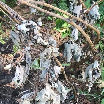 Toprak Zirai Alet Ve Tarım İlaçları (Ankara) Yabani Ot İlacını Böcek İlacı Diye Satıyor