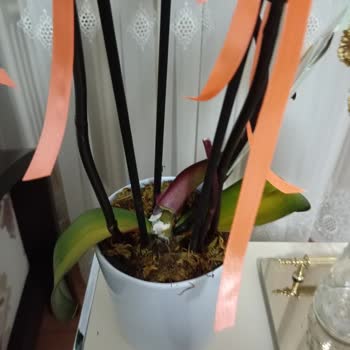 Çiçek Sepeti Hastalıklı Çiçekleri Pazarlıyor...