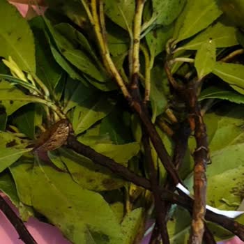 Çiçek Sepeti Hastalıklı Ve Solmuş Çiçek Gönderdi