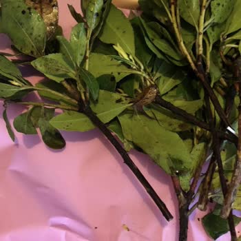 Çiçek Sepeti Hastalıklı Ve Solmuş Çiçek Gönderdi