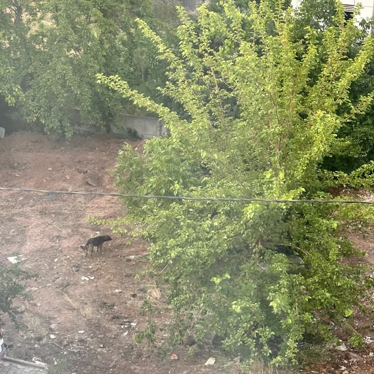 Ümraniye Belediyesi Şerifali Mahallesi Başıboş Köpekler Tarafından Saldırı